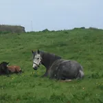 Alojamento de Acomodação e Pequeno-almoço Fuchsia House Connemara Renvyle