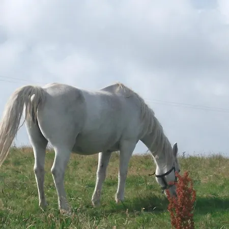 Fuchsia House Connemara Отель типа 