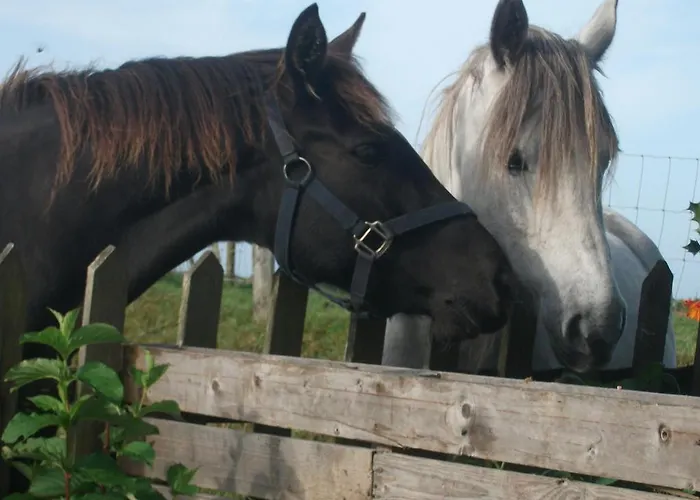 Fuchsia House Connemara