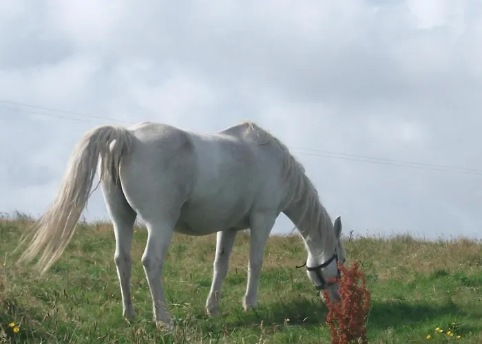 康尼马拉夫斯亚住宿加早餐旅馆 住宿加早餐酒店