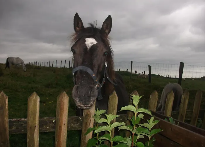 康尼马拉夫斯亚住宿加早餐旅馆 住宿加早餐酒店 伦维尔